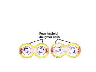 Telophase II
• Nuclear envelope re-forms around the four
sets of daughter chromosomes.
 