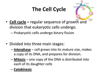 The Cell Cycle
• Cell cycle – regular sequence of growth and
division that eukaryotic cells undergo.
– Prokaryotic cells undergo binary fission
• Divided into three main stages:
– Interphase – cell grows into its mature size, makes
a copy of its DNA, and prepares for division.
– Mitosis – one copy of the DNA is distributed into
each of its daughter cells
– Cytokinesis
 