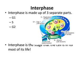 Interphase
• Interphase is made up of 3 separate parts.
– G1
– S
– G2
• Interphase is the stage that the cell is in for
most of its life!
 