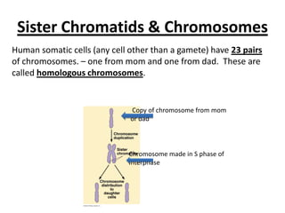 Sister Chromatids & Chromosomes
Copy of chromosome from mom
or dad
Chromosome made in S phase of
Interphase
Human somatic cells (any cell other than a gamete) have 23 pairs
of chromosomes. – one from mom and one from dad. These are
called homologous chromosomes.
 