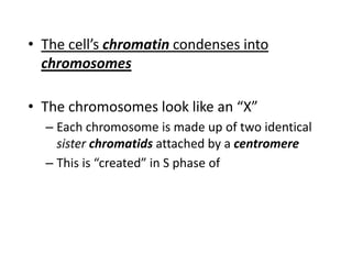 • The cell’s chromatin condenses into
chromosomes
• The chromosomes look like an “X”
– Each chromosome is made up of two identical
sister chromatids attached by a centromere
– This is “created” in S phase of
 