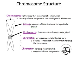 Chromosome Structure
 