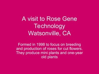 Rose flower production techniques and propagation.ppt