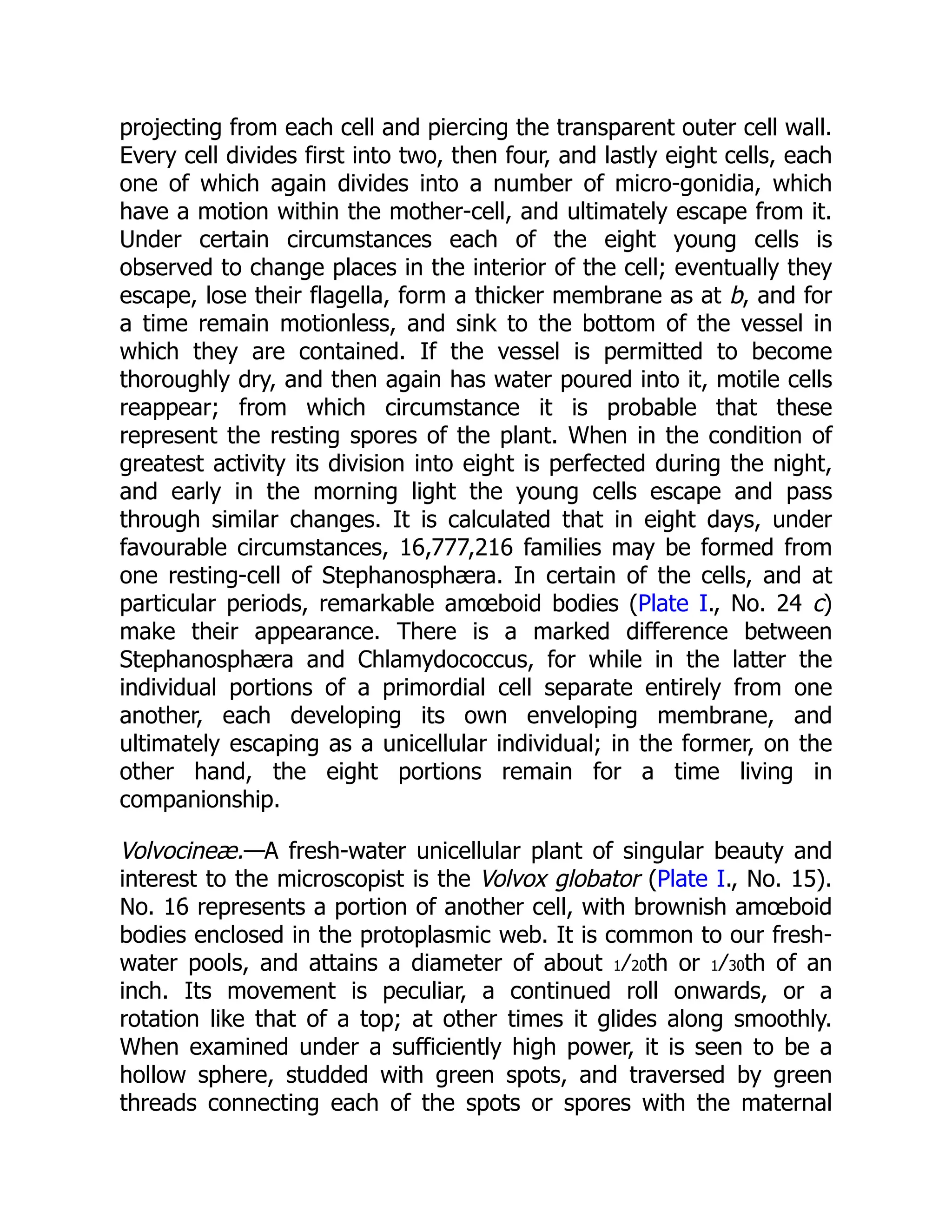 projecting from each cell and piercing the transparent outer cell wall. Every cell divides first into two, then four, and lastly eight cells, each one of which again divides into a number of micro-gonidia, which have a motion within the mother-cell, and ultimately escape from it. Under certain circumstances each of the eight young cells is observed to change places in the interior of the cell; eventually they escape, lose their flagella, form a thicker membrane as at b, and for a time remain motionless, and sink to the bottom of the vessel in which they are contained. If the vessel is permitted to become thoroughly dry, and then again has water poured into it, motile cells reappear; from which circumstance it is probable that these represent the resting spores of the plant. When in the condition of greatest activity its division into eight is perfected during the night, and early in the morning light the young cells escape and pass through similar changes. It is calculated that in eight days, under favourable circumstances, 16,777,216 families may be formed from one resting-cell of Stephanosphæra. In certain of the cells, and at particular periods, remarkable amœboid bodies (Plate I., No. 24 c) make their appearance. There is a marked difference between Stephanosphæra and Chlamydococcus, for while in the latter the individual portions of a primordial cell separate entirely from one another, each developing its own enveloping membrane, and ultimately escaping as a unicellular individual; in the former, on the other hand, the eight portions remain for a time living in companionship. Volvocineæ.—A fresh-water unicellular plant of singular beauty and interest to the microscopist is the Volvox globator (Plate I., No. 15). No. 16 represents a portion of another cell, with brownish amœboid bodies enclosed in the protoplasmic web. It is common to our fresh- water pools, and attains a diameter of about 1⁄20th or 1⁄30th of an inch. Its movement is peculiar, a continued roll onwards, or a rotation like that of a top; at other times it glides along smoothly. When examined under a sufficiently high power, it is seen to be a hollow sphere, studded with green spots, and traversed by green threads connecting each of the spots or spores with the maternal 