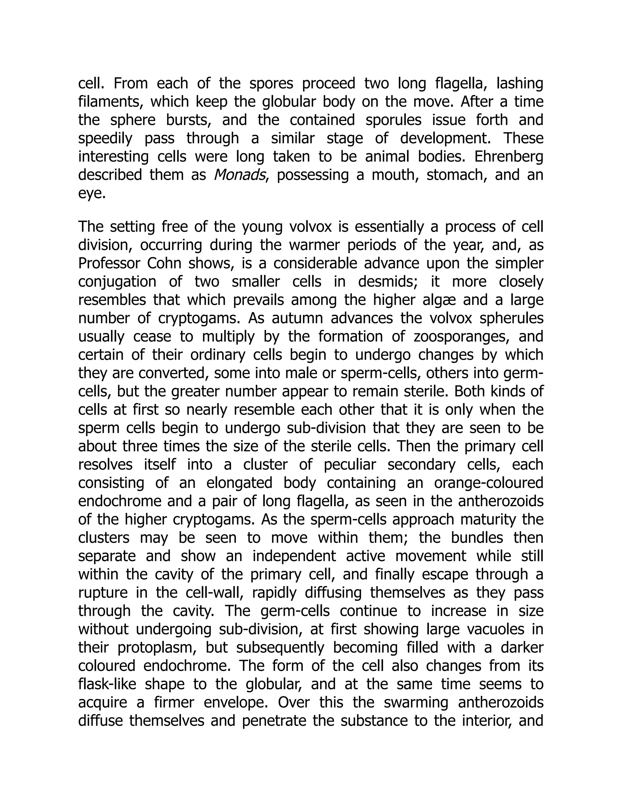 cell. From each of the spores proceed two long flagella, lashing filaments, which keep the globular body on the move. After a time the sphere bursts, and the contained sporules issue forth and speedily pass through a similar stage of development. These interesting cells were long taken to be animal bodies. Ehrenberg described them as Monads, possessing a mouth, stomach, and an eye. The setting free of the young volvox is essentially a process of cell division, occurring during the warmer periods of the year, and, as Professor Cohn shows, is a considerable advance upon the simpler conjugation of two smaller cells in desmids; it more closely resembles that which prevails among the higher algæ and a large number of cryptogams. As autumn advances the volvox spherules usually cease to multiply by the formation of zoosporanges, and certain of their ordinary cells begin to undergo changes by which they are converted, some into male or sperm-cells, others into germ- cells, but the greater number appear to remain sterile. Both kinds of cells at first so nearly resemble each other that it is only when the sperm cells begin to undergo sub-division that they are seen to be about three times the size of the sterile cells. Then the primary cell resolves itself into a cluster of peculiar secondary cells, each consisting of an elongated body containing an orange-coloured endochrome and a pair of long flagella, as seen in the antherozoids of the higher cryptogams. As the sperm-cells approach maturity the clusters may be seen to move within them; the bundles then separate and show an independent active movement while still within the cavity of the primary cell, and finally escape through a rupture in the cell-wall, rapidly diffusing themselves as they pass through the cavity. The germ-cells continue to increase in size without undergoing sub-division, at first showing large vacuoles in their protoplasm, but subsequently becoming filled with a darker coloured endochrome. The form of the cell also changes from its flask-like shape to the globular, and at the same time seems to acquire a firmer envelope. Over this the swarming antherozoids diffuse themselves and penetrate the substance to the interior, and 