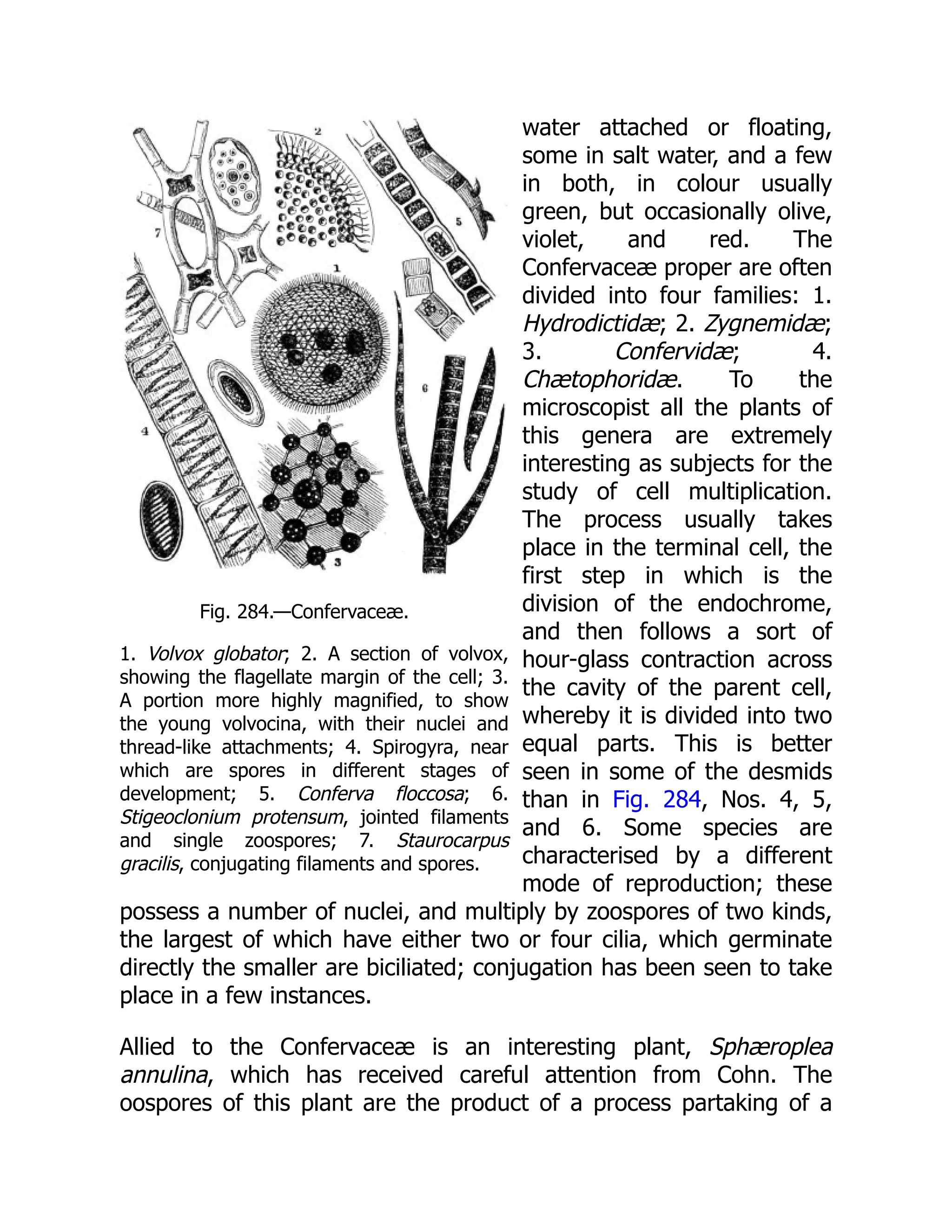 Fig. 284.—Confervaceæ. 1. Volvox globator; 2. A section of volvox, showing the flagellate margin of the cell; 3. A portion more highly magnified, to show the young volvocina, with their nuclei and thread-like attachments; 4. Spirogyra, near which are spores in different stages of development; 5. Conferva floccosa; 6. Stigeoclonium protensum, jointed filaments and single zoospores; 7. Staurocarpus gracilis, conjugating filaments and spores. water attached or floating, some in salt water, and a few in both, in colour usually green, but occasionally olive, violet, and red. The Confervaceæ proper are often divided into four families: 1. Hydrodictidæ; 2. Zygnemidæ; 3. Confervidæ; 4. Chætophoridæ. To the microscopist all the plants of this genera are extremely interesting as subjects for the study of cell multiplication. The process usually takes place in the terminal cell, the first step in which is the division of the endochrome, and then follows a sort of hour-glass contraction across the cavity of the parent cell, whereby it is divided into two equal parts. This is better seen in some of the desmids than in Fig. 284, Nos. 4, 5, and 6. Some species are characterised by a different mode of reproduction; these possess a number of nuclei, and multiply by zoospores of two kinds, the largest of which have either two or four cilia, which germinate directly the smaller are biciliated; conjugation has been seen to take place in a few instances. Allied to the Confervaceæ is an interesting plant, Sphæroplea annulina, which has received careful attention from Cohn. The oospores of this plant are the product of a process partaking of a 