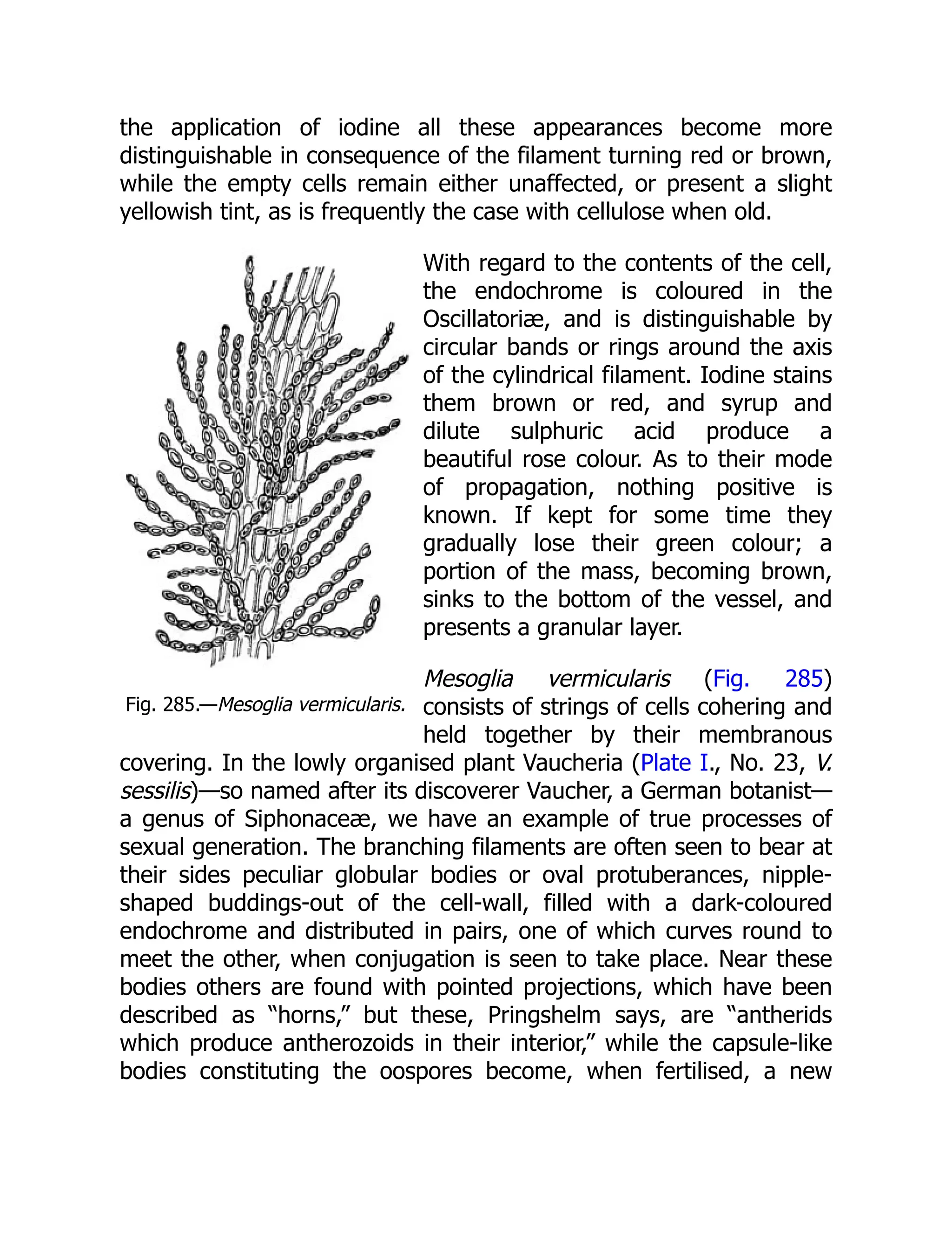 Fig. 285.—Mesoglia vermicularis. the application of iodine all these appearances become more distinguishable in consequence of the filament turning red or brown, while the empty cells remain either unaffected, or present a slight yellowish tint, as is frequently the case with cellulose when old. With regard to the contents of the cell, the endochrome is coloured in the Oscillatoriæ, and is distinguishable by circular bands or rings around the axis of the cylindrical filament. Iodine stains them brown or red, and syrup and dilute sulphuric acid produce a beautiful rose colour. As to their mode of propagation, nothing positive is known. If kept for some time they gradually lose their green colour; a portion of the mass, becoming brown, sinks to the bottom of the vessel, and presents a granular layer. Mesoglia vermicularis (Fig. 285) consists of strings of cells cohering and held together by their membranous covering. In the lowly organised plant Vaucheria (Plate I., No. 23, V. sessilis)—so named after its discoverer Vaucher, a German botanist— a genus of Siphonaceæ, we have an example of true processes of sexual generation. The branching filaments are often seen to bear at their sides peculiar globular bodies or oval protuberances, nipple- shaped buddings-out of the cell-wall, filled with a dark-coloured endochrome and distributed in pairs, one of which curves round to meet the other, when conjugation is seen to take place. Near these bodies others are found with pointed projections, which have been described as “horns,” but these, Pringshelm says, are “antherids which produce antherozoids in their interior,” while the capsule-like bodies constituting the oospores become, when fertilised, a new 