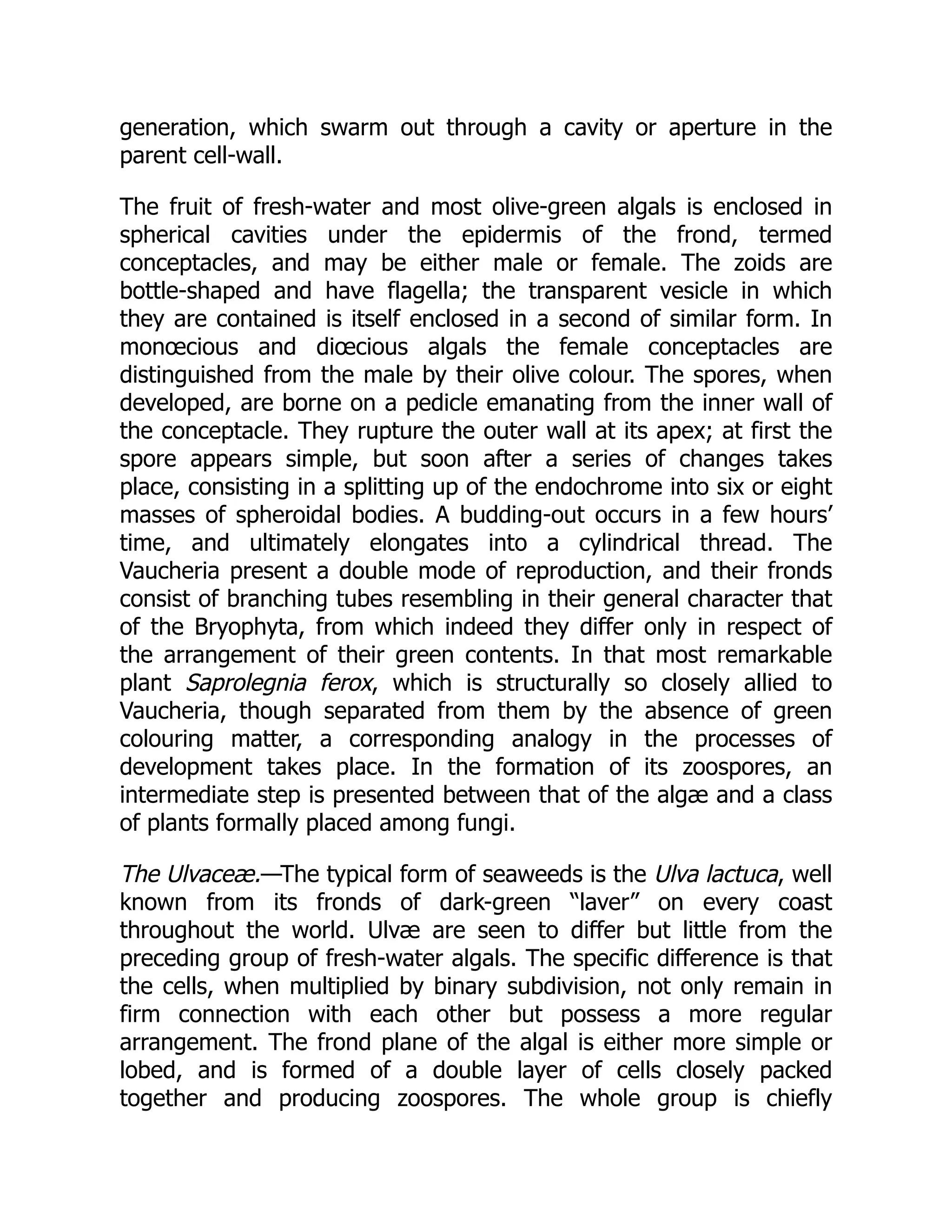 generation, which swarm out through a cavity or aperture in the parent cell-wall. The fruit of fresh-water and most olive-green algals is enclosed in spherical cavities under the epidermis of the frond, termed conceptacles, and may be either male or female. The zoids are bottle-shaped and have flagella; the transparent vesicle in which they are contained is itself enclosed in a second of similar form. In monœcious and diœcious algals the female conceptacles are distinguished from the male by their olive colour. The spores, when developed, are borne on a pedicle emanating from the inner wall of the conceptacle. They rupture the outer wall at its apex; at first the spore appears simple, but soon after a series of changes takes place, consisting in a splitting up of the endochrome into six or eight masses of spheroidal bodies. A budding-out occurs in a few hours’ time, and ultimately elongates into a cylindrical thread. The Vaucheria present a double mode of reproduction, and their fronds consist of branching tubes resembling in their general character that of the Bryophyta, from which indeed they differ only in respect of the arrangement of their green contents. In that most remarkable plant Saprolegnia ferox, which is structurally so closely allied to Vaucheria, though separated from them by the absence of green colouring matter, a corresponding analogy in the processes of development takes place. In the formation of its zoospores, an intermediate step is presented between that of the algæ and a class of plants formally placed among fungi. The Ulvaceæ.—The typical form of seaweeds is the Ulva lactuca, well known from its fronds of dark-green “laver” on every coast throughout the world. Ulvæ are seen to differ but little from the preceding group of fresh-water algals. The specific difference is that the cells, when multiplied by binary subdivision, not only remain in firm connection with each other but possess a more regular arrangement. The frond plane of the algal is either more simple or lobed, and is formed of a double layer of cells closely packed together and producing zoospores. The whole group is chiefly 
