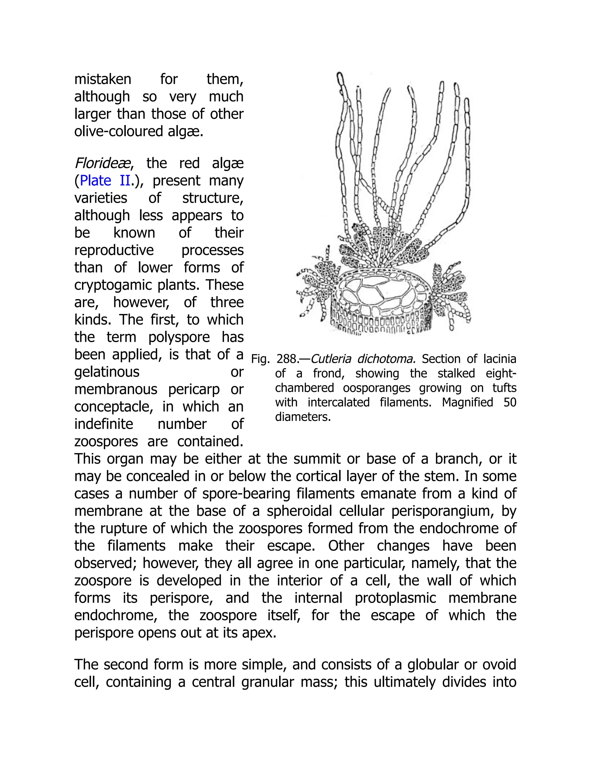Fig. 288.—Cutleria dichotoma. Section of lacinia of a frond, showing the stalked eight- chambered oosporanges growing on tufts with intercalated filaments. Magnified 50 diameters. mistaken for them, although so very much larger than those of other olive-coloured algæ. Florideæ, the red algæ (Plate II.), present many varieties of structure, although less appears to be known of their reproductive processes than of lower forms of cryptogamic plants. These are, however, of three kinds. The first, to which the term polyspore has been applied, is that of a gelatinous or membranous pericarp or conceptacle, in which an indefinite number of zoospores are contained. This organ may be either at the summit or base of a branch, or it may be concealed in or below the cortical layer of the stem. In some cases a number of spore-bearing filaments emanate from a kind of membrane at the base of a spheroidal cellular perisporangium, by the rupture of which the zoospores formed from the endochrome of the filaments make their escape. Other changes have been observed; however, they all agree in one particular, namely, that the zoospore is developed in the interior of a cell, the wall of which forms its perispore, and the internal protoplasmic membrane endochrome, the zoospore itself, for the escape of which the perispore opens out at its apex. The second form is more simple, and consists of a globular or ovoid cell, containing a central granular mass; this ultimately divides into 