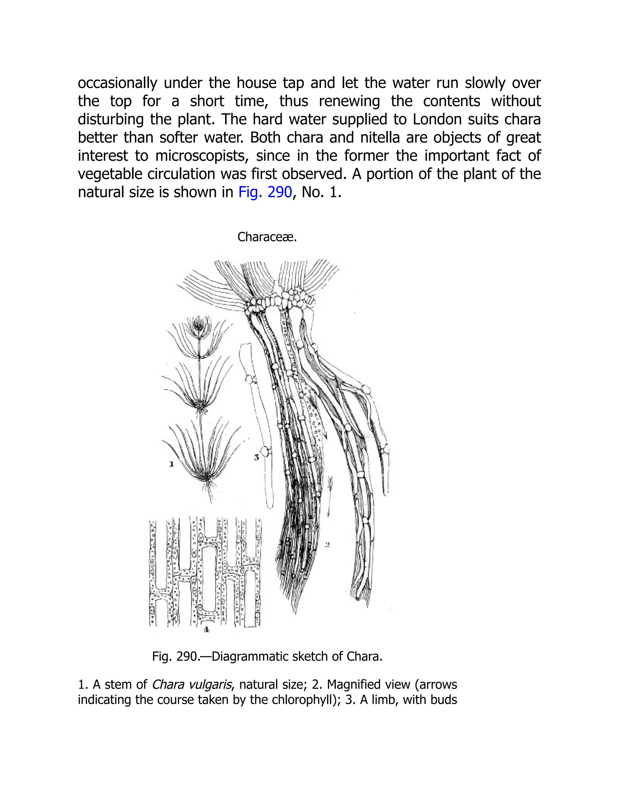 occasionally under the house tap and let the water run slowly over the top for a short time, thus renewing the contents without disturbing the plant. The hard water supplied to London suits chara better than softer water. Both chara and nitella are objects of great interest to microscopists, since in the former the important fact of vegetable circulation was first observed. A portion of the plant of the natural size is shown in Fig. 290, No. 1. Characeæ. Fig. 290.—Diagrammatic sketch of Chara. 1. A stem of Chara vulgaris, natural size; 2. Magnified view (arrows indicating the course taken by the chlorophyll); 3. A limb, with buds 