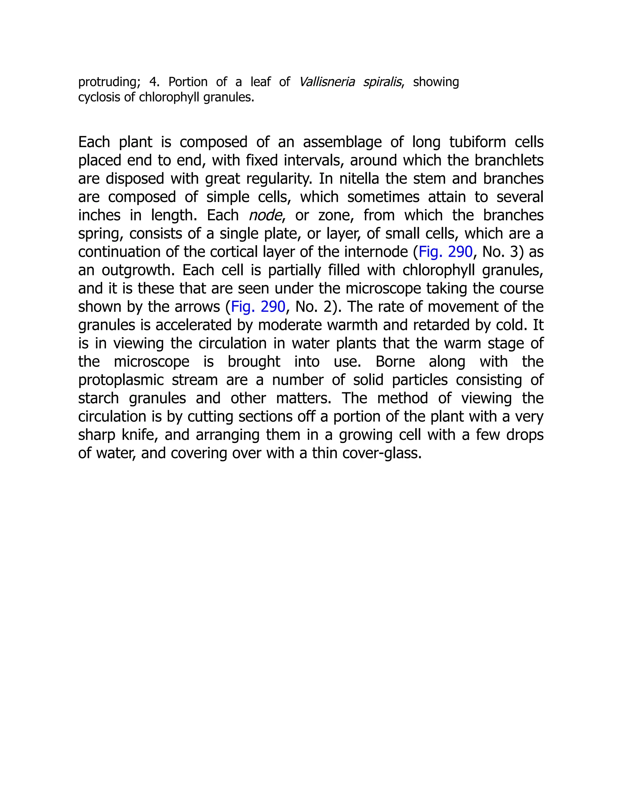 protruding; 4. Portion of a leaf of Vallisneria spiralis, showing cyclosis of chlorophyll granules. Each plant is composed of an assemblage of long tubiform cells placed end to end, with fixed intervals, around which the branchlets are disposed with great regularity. In nitella the stem and branches are composed of simple cells, which sometimes attain to several inches in length. Each node, or zone, from which the branches spring, consists of a single plate, or layer, of small cells, which are a continuation of the cortical layer of the internode (Fig. 290, No. 3) as an outgrowth. Each cell is partially filled with chlorophyll granules, and it is these that are seen under the microscope taking the course shown by the arrows (Fig. 290, No. 2). The rate of movement of the granules is accelerated by moderate warmth and retarded by cold. It is in viewing the circulation in water plants that the warm stage of the microscope is brought into use. Borne along with the protoplasmic stream are a number of solid particles consisting of starch granules and other matters. The method of viewing the circulation is by cutting sections off a portion of the plant with a very sharp knife, and arranging them in a growing cell with a few drops of water, and covering over with a thin cover-glass. 