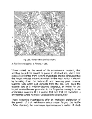 Fig. 280.—Fine Section through Truffle.
a. Asci filled with spores; b. Mycelia, × 250.
“Frank stated, as the result of his experimental research, that
seedling forest-trees cannot be grown in sterilised soil, where their
roots are prevented from forming mycorhiza; and he concluded that
the fungus conveys organic materials to the roots, which it obtains
by breaking down the leaf-mould and decaying plant remains,
together with water and minerals from the soil, and plays the
especial part of a nitrogen-catching apparatus. In return for this
import service the root pays a tax to the fungus by sparing it certain
of its tissue contents. It is a curious fact then that the mycorhiza is
only formed where humus or vegetable mould abounds.”
These instructive investigations offer an intelligible explanation of
the growth of that well-known subterranean fungus, the truffle
(Tuber cibarium), the microscopic appearances of a section of which
 