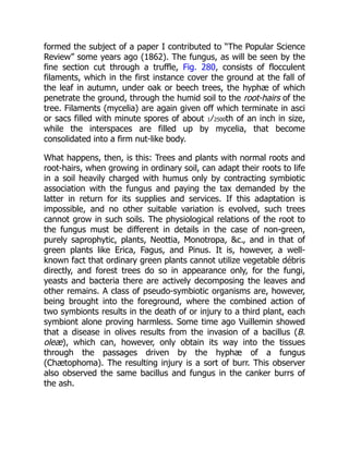 formed the subject of a paper I contributed to “The Popular Science
Review” some years ago (1862). The fungus, as will be seen by the
fine section cut through a truffle, Fig. 280, consists of flocculent
filaments, which in the first instance cover the ground at the fall of
the leaf in autumn, under oak or beech trees, the hyphæ of which
penetrate the ground, through the humid soil to the root-hairs of the
tree. Filaments (mycelia) are again given off which terminate in asci
or sacs filled with minute spores of about 1⁄2500th of an inch in size,
while the interspaces are filled up by mycelia, that become
consolidated into a firm nut-like body.
What happens, then, is this: Trees and plants with normal roots and
root-hairs, when growing in ordinary soil, can adapt their roots to life
in a soil heavily charged with humus only by contracting symbiotic
association with the fungus and paying the tax demanded by the
latter in return for its supplies and services. If this adaptation is
impossible, and no other suitable variation is evolved, such trees
cannot grow in such soils. The physiological relations of the root to
the fungus must be different in details in the case of non-green,
purely saprophytic, plants, Neottia, Monotropa, &c., and in that of
green plants like Erica, Fagus, and Pinus. It is, however, a well-
known fact that ordinary green plants cannot utilize vegetable débris
directly, and forest trees do so in appearance only, for the fungi,
yeasts and bacteria there are actively decomposing the leaves and
other remains. A class of pseudo-symbiotic organisms are, however,
being brought into the foreground, where the combined action of
two symbionts results in the death of or injury to a third plant, each
symbiont alone proving harmless. Some time ago Vuillemin showed
that a disease in olives results from the invasion of a bacillus (B.
oleæ), which can, however, only obtain its way into the tissues
through the passages driven by the hyphæ of a fungus
(Chætophoma). The resulting injury is a sort of burr. This observer
also observed the same bacillus and fungus in the canker burrs of
the ash.
 