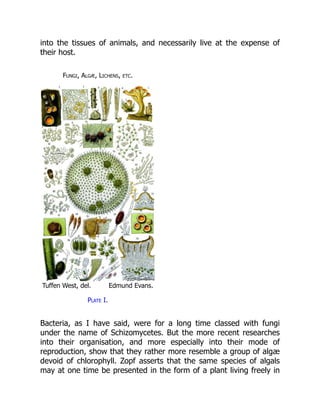 into the tissues of animals, and necessarily live at the expense of
their host.
Fungi, Algæ, Lichens, etc.
Tuffen West, del. Edmund Evans.
Plate I.
Bacteria, as I have said, were for a long time classed with fungi
under the name of Schizomycetes. But the more recent researches
into their organisation, and more especially into their mode of
reproduction, show that they rather more resemble a group of algæ
devoid of chlorophyll. Zopf asserts that the same species of algals
may at one time be presented in the form of a plant living freely in
 