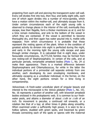 projecting from each cell and piercing the transparent outer cell wall.
Every cell divides first into two, then four, and lastly eight cells, each
one of which again divides into a number of micro-gonidia, which
have a motion within the mother-cell, and ultimately escape from it.
Under certain circumstances each of the eight young cells is
observed to change places in the interior of the cell; eventually they
escape, lose their flagella, form a thicker membrane as at b, and for
a time remain motionless, and sink to the bottom of the vessel in
which they are contained. If the vessel is permitted to become
thoroughly dry, and then again has water poured into it, motile cells
reappear; from which circumstance it is probable that these
represent the resting spores of the plant. When in the condition of
greatest activity its division into eight is perfected during the night,
and early in the morning light the young cells escape and pass
through similar changes. It is calculated that in eight days, under
favourable circumstances, 16,777,216 families may be formed from
one resting-cell of Stephanosphæra. In certain of the cells, and at
particular periods, remarkable amœboid bodies (Plate I., No. 24 c)
make their appearance. There is a marked difference between
Stephanosphæra and Chlamydococcus, for while in the latter the
individual portions of a primordial cell separate entirely from one
another, each developing its own enveloping membrane, and
ultimately escaping as a unicellular individual; in the former, on the
other hand, the eight portions remain for a time living in
companionship.
Volvocineæ.—A fresh-water unicellular plant of singular beauty and
interest to the microscopist is the Volvox globator (Plate I., No. 15).
No. 16 represents a portion of another cell, with brownish amœboid
bodies enclosed in the protoplasmic web. It is common to our fresh-
water pools, and attains a diameter of about 1⁄20th or 1⁄30th of an
inch. Its movement is peculiar, a continued roll onwards, or a
rotation like that of a top; at other times it glides along smoothly.
When examined under a sufficiently high power, it is seen to be a
hollow sphere, studded with green spots, and traversed by green
threads connecting each of the spots or spores with the maternal
 