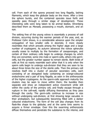 cell. From each of the spores proceed two long flagella, lashing
filaments, which keep the globular body on the move. After a time
the sphere bursts, and the contained sporules issue forth and
speedily pass through a similar stage of development. These
interesting cells were long taken to be animal bodies. Ehrenberg
described them as Monads, possessing a mouth, stomach, and an
eye.
The setting free of the young volvox is essentially a process of cell
division, occurring during the warmer periods of the year, and, as
Professor Cohn shows, is a considerable advance upon the simpler
conjugation of two smaller cells in desmids; it more closely
resembles that which prevails among the higher algæ and a large
number of cryptogams. As autumn advances the volvox spherules
usually cease to multiply by the formation of zoosporanges, and
certain of their ordinary cells begin to undergo changes by which
they are converted, some into male or sperm-cells, others into germ-
cells, but the greater number appear to remain sterile. Both kinds of
cells at first so nearly resemble each other that it is only when the
sperm cells begin to undergo sub-division that they are seen to be
about three times the size of the sterile cells. Then the primary cell
resolves itself into a cluster of peculiar secondary cells, each
consisting of an elongated body containing an orange-coloured
endochrome and a pair of long flagella, as seen in the antherozoids
of the higher cryptogams. As the sperm-cells approach maturity the
clusters may be seen to move within them; the bundles then
separate and show an independent active movement while still
within the cavity of the primary cell, and finally escape through a
rupture in the cell-wall, rapidly diffusing themselves as they pass
through the cavity. The germ-cells continue to increase in size
without undergoing sub-division, at first showing large vacuoles in
their protoplasm, but subsequently becoming filled with a darker
coloured endochrome. The form of the cell also changes from its
flask-like shape to the globular, and at the same time seems to
acquire a firmer envelope. Over this the swarming antherozoids
diffuse themselves and penetrate the substance to the interior, and
 