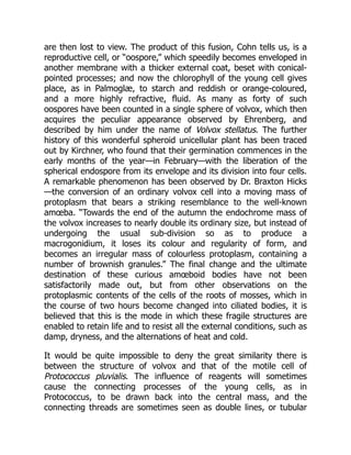 are then lost to view. The product of this fusion, Cohn tells us, is a
reproductive cell, or “oospore,” which speedily becomes enveloped in
another membrane with a thicker external coat, beset with conical-
pointed processes; and now the chlorophyll of the young cell gives
place, as in Palmoglæ, to starch and reddish or orange-coloured,
and a more highly refractive, fluid. As many as forty of such
oospores have been counted in a single sphere of volvox, which then
acquires the peculiar appearance observed by Ehrenberg, and
described by him under the name of Volvox stellatus. The further
history of this wonderful spheroid unicellular plant has been traced
out by Kirchner, who found that their germination commences in the
early months of the year—in February—with the liberation of the
spherical endospore from its envelope and its division into four cells.
A remarkable phenomenon has been observed by Dr. Braxton Hicks
—the conversion of an ordinary volvox cell into a moving mass of
protoplasm that bears a striking resemblance to the well-known
amœba. “Towards the end of the autumn the endochrome mass of
the volvox increases to nearly double its ordinary size, but instead of
undergoing the usual sub-division so as to produce a
macrogonidium, it loses its colour and regularity of form, and
becomes an irregular mass of colourless protoplasm, containing a
number of brownish granules.” The final change and the ultimate
destination of these curious amœboid bodies have not been
satisfactorily made out, but from other observations on the
protoplasmic contents of the cells of the roots of mosses, which in
the course of two hours become changed into ciliated bodies, it is
believed that this is the mode in which these fragile structures are
enabled to retain life and to resist all the external conditions, such as
damp, dryness, and the alternations of heat and cold.
It would be quite impossible to deny the great similarity there is
between the structure of volvox and that of the motile cell of
Protococcus pluvialis. The influence of reagents will sometimes
cause the connecting processes of the young cells, as in
Protococcus, to be drawn back into the central mass, and the
connecting threads are sometimes seen as double lines, or tubular
 