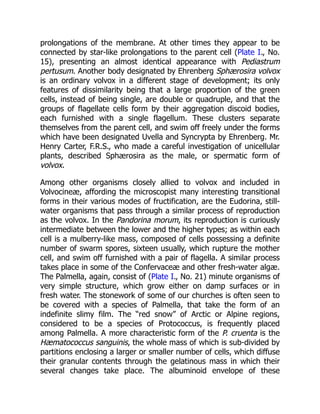 prolongations of the membrane. At other times they appear to be
connected by star-like prolongations to the parent cell (Plate I., No.
15), presenting an almost identical appearance with Pediastrum
pertusum. Another body designated by Ehrenberg Sphærosira volvox
is an ordinary volvox in a different stage of development; its only
features of dissimilarity being that a large proportion of the green
cells, instead of being single, are double or quadruple, and that the
groups of flagellate cells form by their aggregation discoid bodies,
each furnished with a single flagellum. These clusters separate
themselves from the parent cell, and swim off freely under the forms
which have been designated Uvella and Syncrypta by Ehrenberg. Mr.
Henry Carter, F.R.S., who made a careful investigation of unicellular
plants, described Sphærosira as the male, or spermatic form of
volvox.
Among other organisms closely allied to volvox and included in
Volvocineæ, affording the microscopist many interesting transitional
forms in their various modes of fructification, are the Eudorina, still-
water organisms that pass through a similar process of reproduction
as the volvox. In the Pandorina morum, its reproduction is curiously
intermediate between the lower and the higher types; as within each
cell is a mulberry-like mass, composed of cells possessing a definite
number of swarm spores, sixteen usually, which rupture the mother
cell, and swim off furnished with a pair of flagella. A similar process
takes place in some of the Confervaceæ and other fresh-water algæ.
The Palmella, again, consist of (Plate I., No. 21) minute organisms of
very simple structure, which grow either on damp surfaces or in
fresh water. The stonework of some of our churches is often seen to
be covered with a species of Palmella, that take the form of an
indefinite slimy film. The “red snow” of Arctic or Alpine regions,
considered to be a species of Protococcus, is frequently placed
among Palmella. A more characteristic form of the P. cruenta is the
Hæmatococcus sanguinis, the whole mass of which is sub-divided by
partitions enclosing a larger or smaller number of cells, which diffuse
their granular contents through the gelatinous mass in which their
several changes take place. The albuminoid envelope of these
 