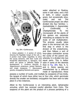 Fig. 284.—Confervaceæ.
1. Volvox globator; 2. A section of volvox,
showing the flagellate margin of the cell; 3.
A portion more highly magnified, to show
the young volvocina, with their nuclei and
thread-like attachments; 4. Spirogyra, near
which are spores in different stages of
development; 5. Conferva floccosa; 6.
Stigeoclonium protensum, jointed filaments
and single zoospores; 7. Staurocarpus
gracilis, conjugating filaments and spores.
water attached or floating,
some in salt water, and a few
in both, in colour usually
green, but occasionally olive,
violet, and red. The
Confervaceæ proper are often
divided into four families: 1.
Hydrodictidæ; 2. Zygnemidæ;
3. Confervidæ; 4.
Chætophoridæ. To the
microscopist all the plants of
this genera are extremely
interesting as subjects for the
study of cell multiplication.
The process usually takes
place in the terminal cell, the
first step in which is the
division of the endochrome,
and then follows a sort of
hour-glass contraction across
the cavity of the parent cell,
whereby it is divided into two
equal parts. This is better
seen in some of the desmids
than in Fig. 284, Nos. 4, 5,
and 6. Some species are
characterised by a different
mode of reproduction; these
possess a number of nuclei, and multiply by zoospores of two kinds,
the largest of which have either two or four cilia, which germinate
directly the smaller are biciliated; conjugation has been seen to take
place in a few instances.
Allied to the Confervaceæ is an interesting plant, Sphæroplea
annulina, which has received careful attention from Cohn. The
oospores of this plant are the product of a process partaking of a
 