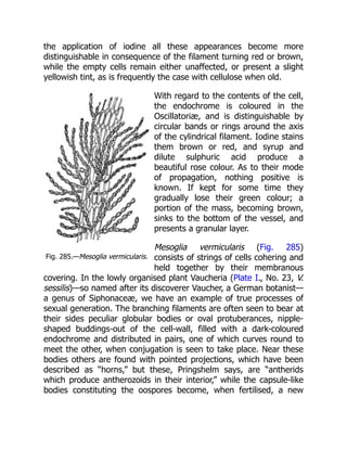 Fig. 285.—Mesoglia vermicularis.
the application of iodine all these appearances become more
distinguishable in consequence of the filament turning red or brown,
while the empty cells remain either unaffected, or present a slight
yellowish tint, as is frequently the case with cellulose when old.
With regard to the contents of the cell,
the endochrome is coloured in the
Oscillatoriæ, and is distinguishable by
circular bands or rings around the axis
of the cylindrical filament. Iodine stains
them brown or red, and syrup and
dilute sulphuric acid produce a
beautiful rose colour. As to their mode
of propagation, nothing positive is
known. If kept for some time they
gradually lose their green colour; a
portion of the mass, becoming brown,
sinks to the bottom of the vessel, and
presents a granular layer.
Mesoglia vermicularis (Fig. 285)
consists of strings of cells cohering and
held together by their membranous
covering. In the lowly organised plant Vaucheria (Plate I., No. 23, V.
sessilis)—so named after its discoverer Vaucher, a German botanist—
a genus of Siphonaceæ, we have an example of true processes of
sexual generation. The branching filaments are often seen to bear at
their sides peculiar globular bodies or oval protuberances, nipple-
shaped buddings-out of the cell-wall, filled with a dark-coloured
endochrome and distributed in pairs, one of which curves round to
meet the other, when conjugation is seen to take place. Near these
bodies others are found with pointed projections, which have been
described as “horns,” but these, Pringshelm says, are “antherids
which produce antherozoids in their interior,” while the capsule-like
bodies constituting the oospores become, when fertilised, a new
 