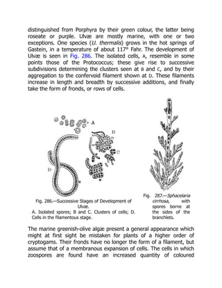 distinguished from Porphyra by their green colour, the latter being
roseate or purple. Ulvæ are mostly marine, with one or two
exceptions. One species (U. thermalis) grows in the hot springs of
Gastein, in a temperature of about 117° Fahr. The development of
Ulvæ is seen in Fig. 286. The isolated cells, A, resemble in some
points those of the Protococcus; these give rise to successive
subdivisions determining the clusters seen at B and C, and by their
aggregation to the confervoid filament shown at D. These filaments
increase in length and breadth by successive additions, and finally
take the form of fronds, or rows of cells.
Fig. 286.—Successive Stages of Development of
Ulvæ.
A. Isolated spores; B and C. Clusters of cells; D.
Cells in the filamentous stage.
Fig. 287.—Sphacelaria
cirrhosa, with
spores borne at
the sides of the
branchlets.
The marine greenish-olive algæ present a general appearance which
might at first sight be mistaken for plants of a higher order of
cryptogams. Their fronds have no longer the form of a filament, but
assume that of a membranous expansion of cells. The cells in which
zoospores are found have an increased quantity of coloured
 