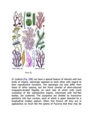 Tuffen West, del. Edmund Evans.
Plate II.
In Cutleria (Fig. 288) we have a special feature of interest with two
kinds of organs, seemingly opposed to each other with regard to
their reproductive functions. The sporangia not only differ from
those of other species, but the frond consists of olive-coloured
irregularly-divided flagella, on each side of which tufts (sori)
consisting of the reproductive organs, intermixed with hair-like
bodies, are scattered. The zoospores are divided by transverse
partitions into four cavities, each of which is again bisected by a
longitudinal median septum. When first thrown off they are in
appearance so much like the spores of Puccinia that they may be
 