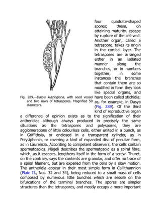 Fig. 289.—Dasya kutzingiana, with seed vessel
and two rows of tetraspores. Magnified 50
diameters.
four quadrate-shaped
spores; these, on
attaining maturity, escape
by rupture of the cell-wall.
Another organ, called a
tetraspore, takes its origin
in the cortical layer. The
tetraspores are arranged
either in an isolated
manner along the
branches, or in numbers
together; in some
instances the branches
that contain them are so
modified in form they look
like special organs, and
have been called stichidia;
as, for example, in Dasya
(Fig. 289). Of the third
kind of reproductive organ
a difference of opinion exists as to the signification of their
antheridia; although always produced in precisely the same
situations as the tetraspores and polyspores, they are
agglomerations of little colourless cells, either united in a bunch, as
in Griffithsia, or enclosed in a transparent cylinder, as in
Polysiphonia, or covering a kind of expanded disc of peculiar form,
as in Laurencia. According to competent observers, the cells contain
spermatozoids. Nägeli describes the spermatozoid as a spiral fibre,
which, as it escapes, lengthens itself in the form of a screw. Thuret,
on the contrary, says the contents are granular, and offer no trace of
a spiral filament, but are expelled from the cells by a slow motion.
The antheridia appear in their most simple form in Callithamnion
(Plate II., Nos. 32 and 34), being reduced to a small mass of cells
composed by numerous little bunches which are sessile on the
bifurcations of the terminal branches. The spores are simpler
structures than the tetraspores, and mostly occupy a more important
 
