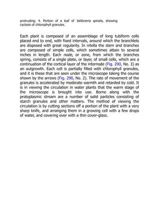 protruding; 4. Portion of a leaf of Vallisneria spiralis, showing
cyclosis of chlorophyll granules.
Each plant is composed of an assemblage of long tubiform cells
placed end to end, with fixed intervals, around which the branchlets
are disposed with great regularity. In nitella the stem and branches
are composed of simple cells, which sometimes attain to several
inches in length. Each node, or zone, from which the branches
spring, consists of a single plate, or layer, of small cells, which are a
continuation of the cortical layer of the internode (Fig. 290, No. 3) as
an outgrowth. Each cell is partially filled with chlorophyll granules,
and it is these that are seen under the microscope taking the course
shown by the arrows (Fig. 290, No. 2). The rate of movement of the
granules is accelerated by moderate warmth and retarded by cold. It
is in viewing the circulation in water plants that the warm stage of
the microscope is brought into use. Borne along with the
protoplasmic stream are a number of solid particles consisting of
starch granules and other matters. The method of viewing the
circulation is by cutting sections off a portion of the plant with a very
sharp knife, and arranging them in a growing cell with a few drops
of water, and covering over with a thin cover-glass.
 