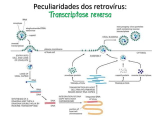 Peculiaridades dos retrovírus:
    Transcriptase reversa
 