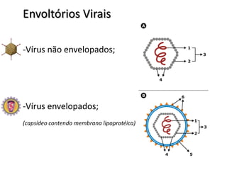 Envoltórios Virais

-Vírus não envelopados;




-Vírus envelopados;
(capsídeo contendo membrana lipoprotéica)
 