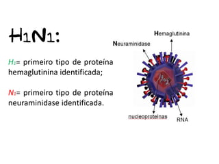 H1= primeiro tipo de proteína
hemaglutinina identificada;

N1= primeiro tipo de proteína
neuraminidase identificada.
 