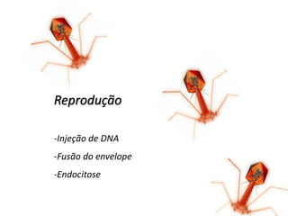 Reprodução

-Injeção de DNA
-Fusão do envelope
-Endocitose
 