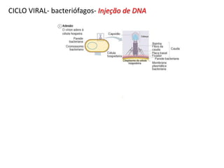CICLO VIRAL- bacteriófagos- Injeção de DNA
 