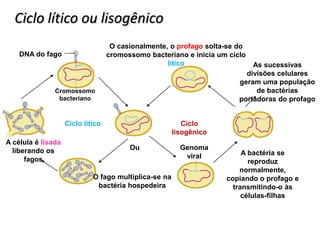 Ciclo lítico ou lisogênico
                                    O casionalmente, o profago solta-se do
    DNA do fago                    cromossomo bacteriano e inicia um ciclo
                                                    lítico                  As sucessivas
                                                                          divisões celulares
                                                                        geram uma população
               Cromossomo                                                    de bactérias
                bacteriano                                              portadoras do profago


                    Ciclo lítico                          Ciclo
                                                       lisogênico
A célula é lisada
  liberando os                           Ou              Genoma
                                                          viral          A bactéria se
      fagos                                                                reproduz
                                                                        normalmente,
                             O fago multiplica-se na                copiando o profago e
                              bactéria hospedeira                     transmitindo-o às
                                                                         células-filhas
 