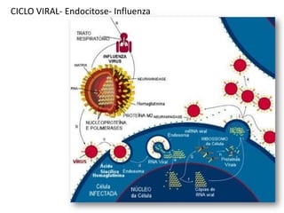 CICLO VIRAL- Endocitose- Influenza
 