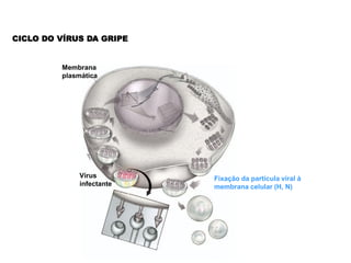 CICLO DO VÍRUS DA GRIPE


         Membrana
         plasmática




             Vírus        Fixação da partícula viral à
             infectante   membrana celular (H, N)
 