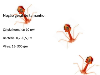 Noção geral de tamanho:


Célula humana: 10 µm

Bactéria: 0,2- 0,5 µm

Vírus: 15- 300 ηm
 