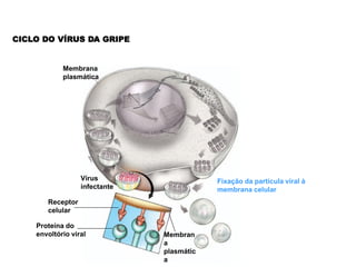 CICLO DO VÍRUS DA GRIPE


            Membrana
            plasmática




                  Vírus                    Fixação da partícula viral à
                  infectante               membrana celular
       Receptor
       celular

    Proteína do
    envoltório viral           Membran
                               a
                               plasmátic
                               a
 