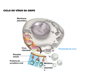 CICLO DO VÍRUS DA GRIPE


            Membrana
            plasmática




                  Vírus                    Penetração do vírus
                  infectante

       Receptor
       celular

    Proteína do
    envoltório viral           Membran
                               a
                               plasmátic
                               a
 