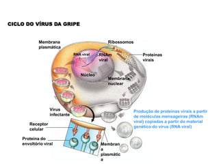 CICLO DO VÍRUS DA GRIPE


            Membrana                           Ribossomos
            plasmática
                               RNA viral    RNAm                Proteínas
                                            viral               virais


                                   Núcleo
                                               Membrana
                                               nuclear




                  Vírus                                     Produção de proteínas virais a partir
                  infectante                                de moléculas mensageiras (RNAm
                                                            viral) copiadas a partir do material
       Receptor
                                                            genético do vírus (RNA viral)
       celular

    Proteína do
    envoltório viral                        Membran
                                            a
                                            plasmátic
                                            a
 