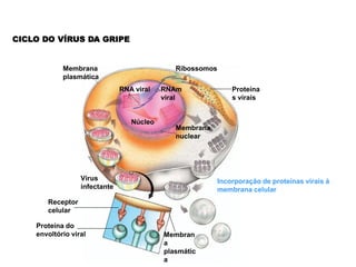 CICLO DO VÍRUS DA GRIPE


            Membrana                          Ribossomos
            plasmática
                               RNA viral   RNAm                Proteína
                                           viral               s virais


                                  Núcleo
                                              Membrana
                                              nuclear




                  Vírus                                    Incorporação de proteínas virais à
                  infectante                               membrana celular
       Receptor
       celular

    Proteína do
    envoltório viral                       Membran
                                           a
                                           plasmátic
                                           a
 