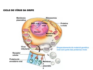 CICLO DO VÍRUS DA GRIPE


            Membrana                          Ribossomos
            plasmática
                               RNA viral   RNAm                Proteína
                                           viral               s virais


                                  Núcleo
                                              Membrana
                                              nuclear




                  Vírus                                    Empacotamento do material genético
                  infectante                               viral com parte das proteínas virais
       Receptor
       celular

    Proteína do
    envoltório viral                       Membran
                                           a
                                           plasmátic
                                           a
 