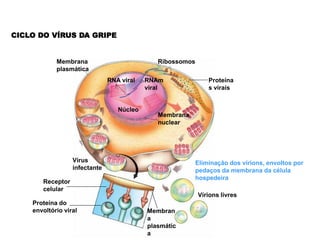 CICLO DO VÍRUS DA GRIPE


            Membrana                          Ribossomos
            plasmática
                               RNA viral   RNAm                Proteína
                                           viral               s virais


                                  Núcleo
                                              Membrana
                                              nuclear




                  Vírus                                    Eliminação dos vírions, envoltos por
                  infectante                               pedaços da membrana da célula
                                                           hospedeira
       Receptor
       celular
                                                           Vírions livres
    Proteína do
    envoltório viral                       Membran
                                           a
                                           plasmátic
                                           a
 
