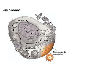 CICLO DO HIV




               Membran
               a
               plasmátic
               a
                           Receptores de
                           membrana
 