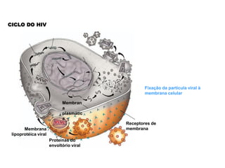 CICLO DO HIV




                                                 Fixação da partícula viral à
                                                 membrana celular

                            Membran
                            a
                            plasmátic
                            a
                                         Receptores de
       Membrana                          membrana
 lipoprotéica viral
                      Proteínas do
                      envoltório viral
 
