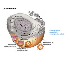 CICLO DO HIV




                                                 Penetração do
                                                 capsídio (o
                                                 envelope não entra)
                            Membran
                            a
                            plasmátic
                            a
                                         Receptores de
       Membrana                          membrana
 lipoprotéica viral
                      Proteínas do
                      envoltório viral
 