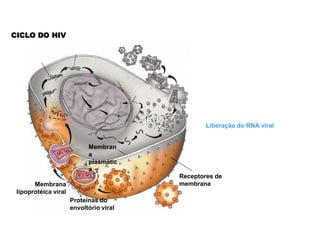 CICLO DO HIV




                                                 Liberação do RNA viral


                            Membran
                            a
                            plasmátic
                            a
                                         Receptores de
       Membrana                          membrana
 lipoprotéica viral
                      Proteínas do
                      envoltório viral
 
