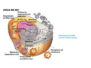 CICLO DO HIV
                 Síntese da
                 segunda fita de
Degradação       DNA viral
do RNA viral
                                 Membran
                                 a nuclear
                              Núcleo

          Transcriptase
             reversa

                                                     Penetração do DNA
                                                     viral no núcleo celular

                            Membran
                            a
                            plasmátic
                            a
                                             Receptores de
       Membrana                              membrana
 lipoprotéica viral
                      Proteínas do
                      envoltório viral
 
