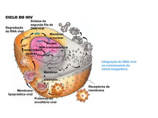 CICLO DO HIV
                 Síntese da
                 segunda fita de
Degradação       DNA viral
do RNA viral
                                 Membran
                                 a nuclear
                           Núcleo
                      DNA cromossômico
          Transcriptase
             reversa
                     Provírus

                                                     Integração do DNA viral
                                                     ao cromossomo da
                                                     célula hospedeira
                            Membran
                            a
                            plasmátic
                            a
                                             Receptores de
       Membrana                              membrana
 lipoprotéica viral
                      Proteínas do
                      envoltório viral
 
