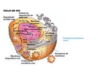 CICLO DO HIV
                 Síntese da
                 segunda fita de
Degradação       DNA viral
do RNA viral
                                 Membran
                                 a nuclear
                           Núcleo  RNA viral
                      DNA cromossômico
          Transcriptase
             reversa                      Proteína
                     Provírus
                                          s virais
                                                             Produção de proteínas
                       RNA                                   virais
                       viral
                             Membran
                             a
                             plasmátic
                             a
                                                     Receptores de
       Membrana                                      membrana
 lipoprotéica viral
                      Proteínas do
                      envoltório viral
 